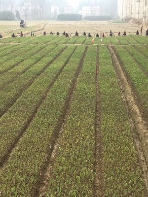 園林施工現(xiàn)場4