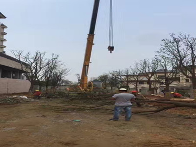 園林施工現(xiàn)場(chǎng)24